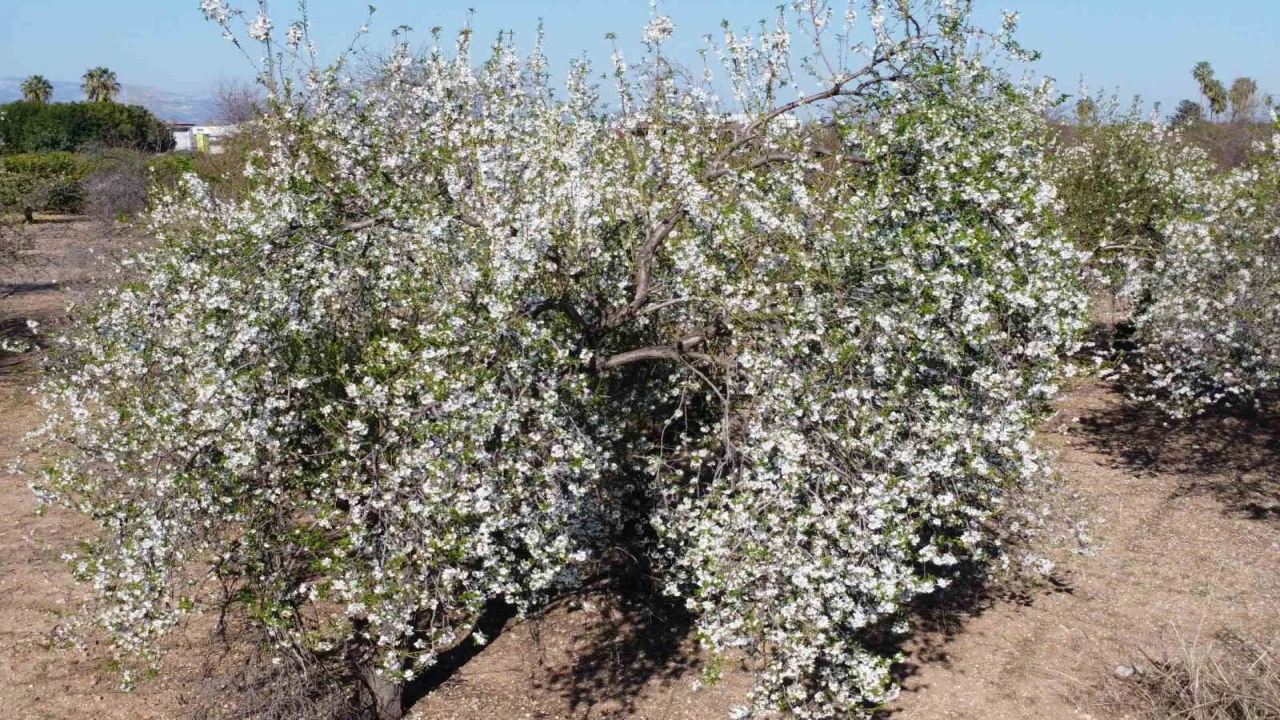 İklim değişikliği badem ağaçlarına erken çiçek açtırdı