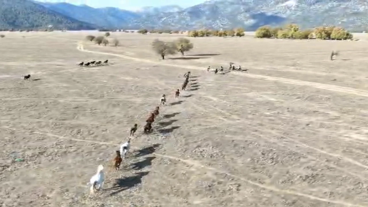 90 bin dönüm ovanın sahipleri hiç bu kadar kalabalık görülmedi