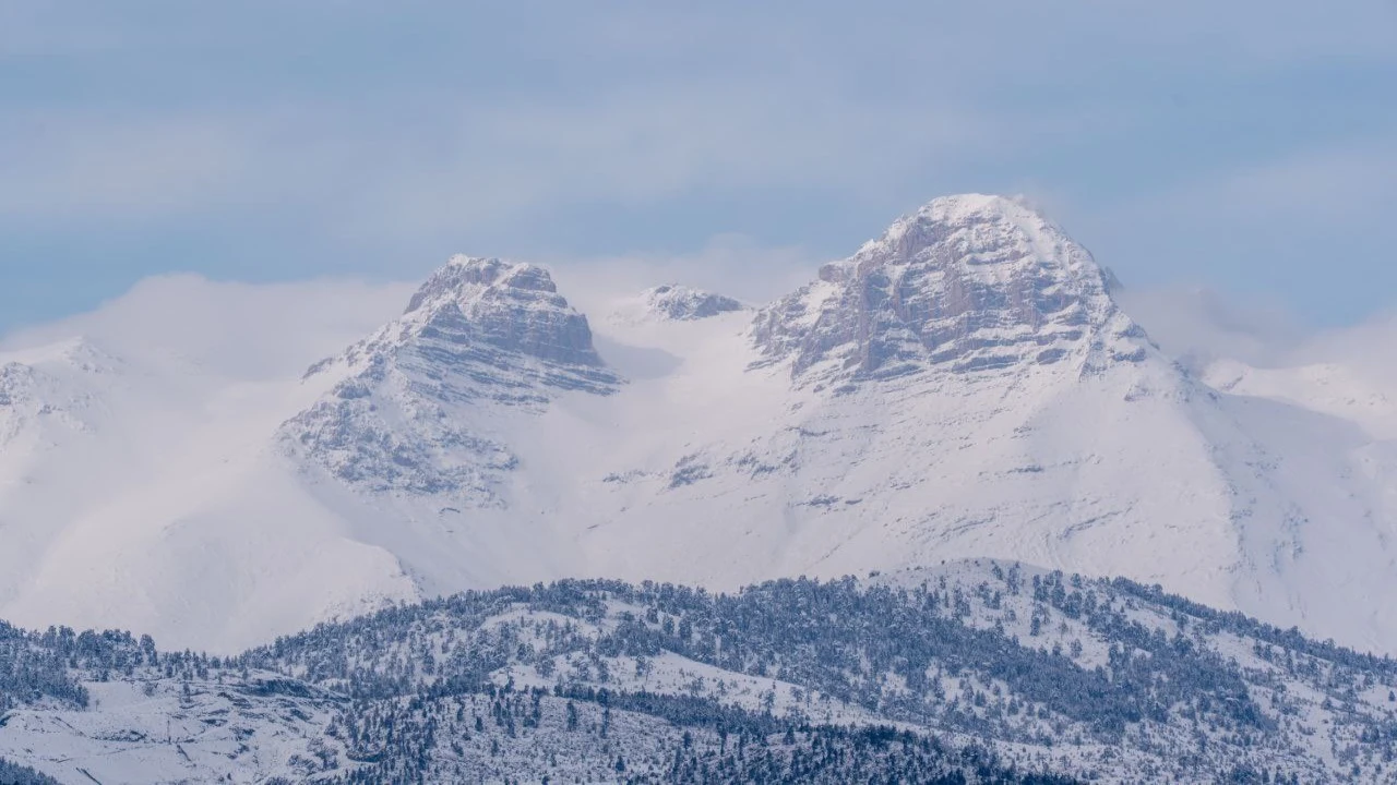 Adanada dağ keçileri görüldü
