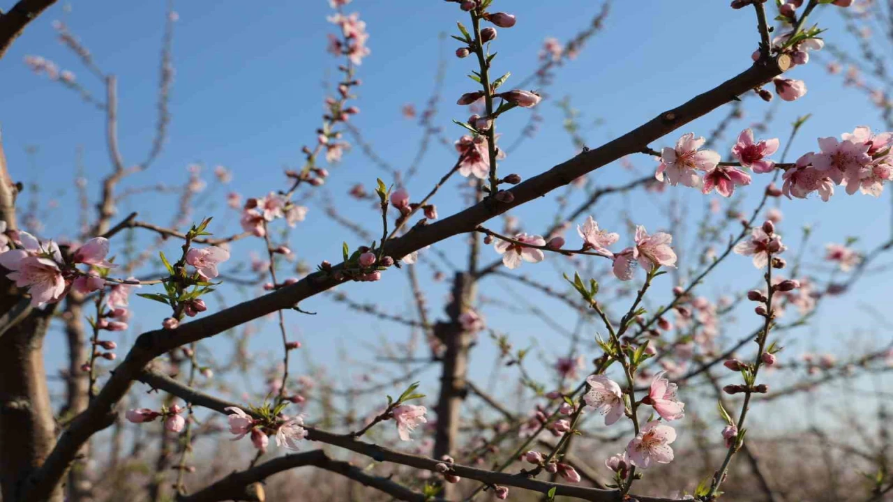 Adanada şeftali ağaçları erken çiçek açtı