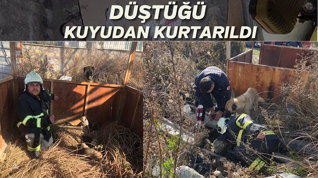Antakyada çukura düşen yavru köpekleri itfaiye kurtardı