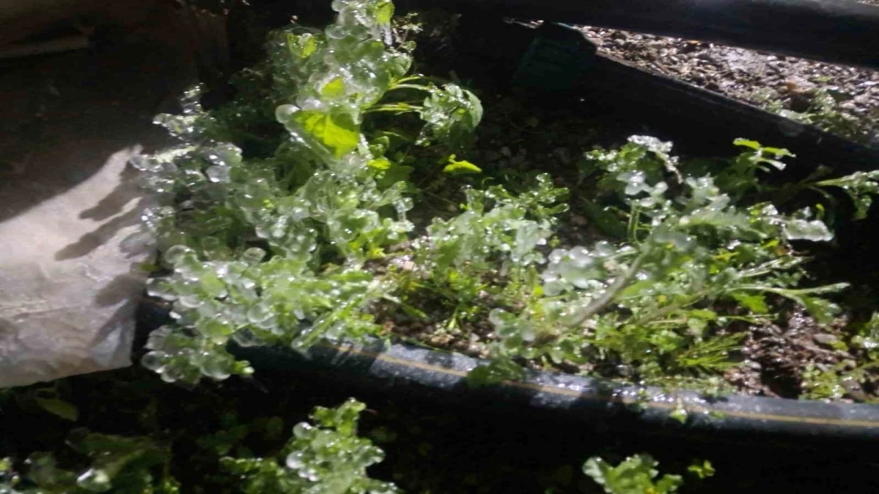 Antalyada dondurucu soğukta seralarda zirai don nöbeti