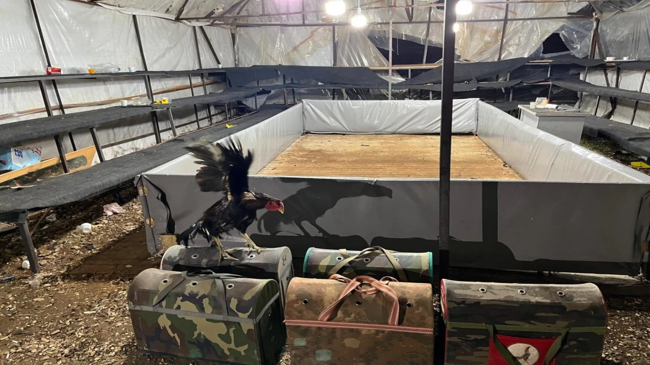 Antalyada horoz dövüştüren 14 kişiye ceza yağdı