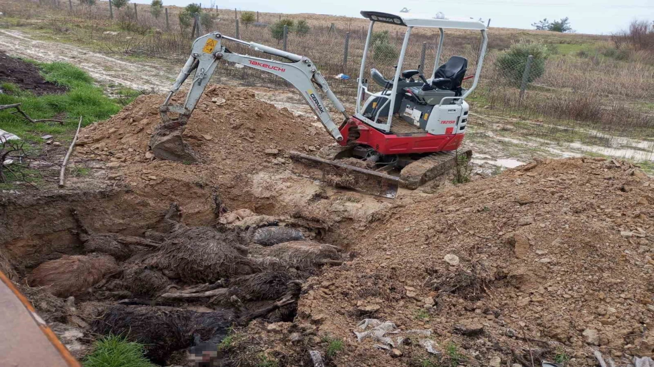 Bir ayda ikinci kez köpekler ağılına saldırdı, bu kez 37 küçükbaş hayvan telef oldu