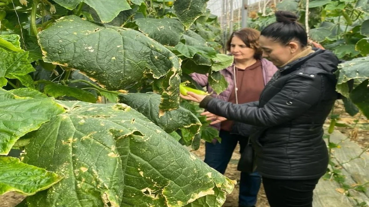 Çiftçilere biyolojik mücadele desteği