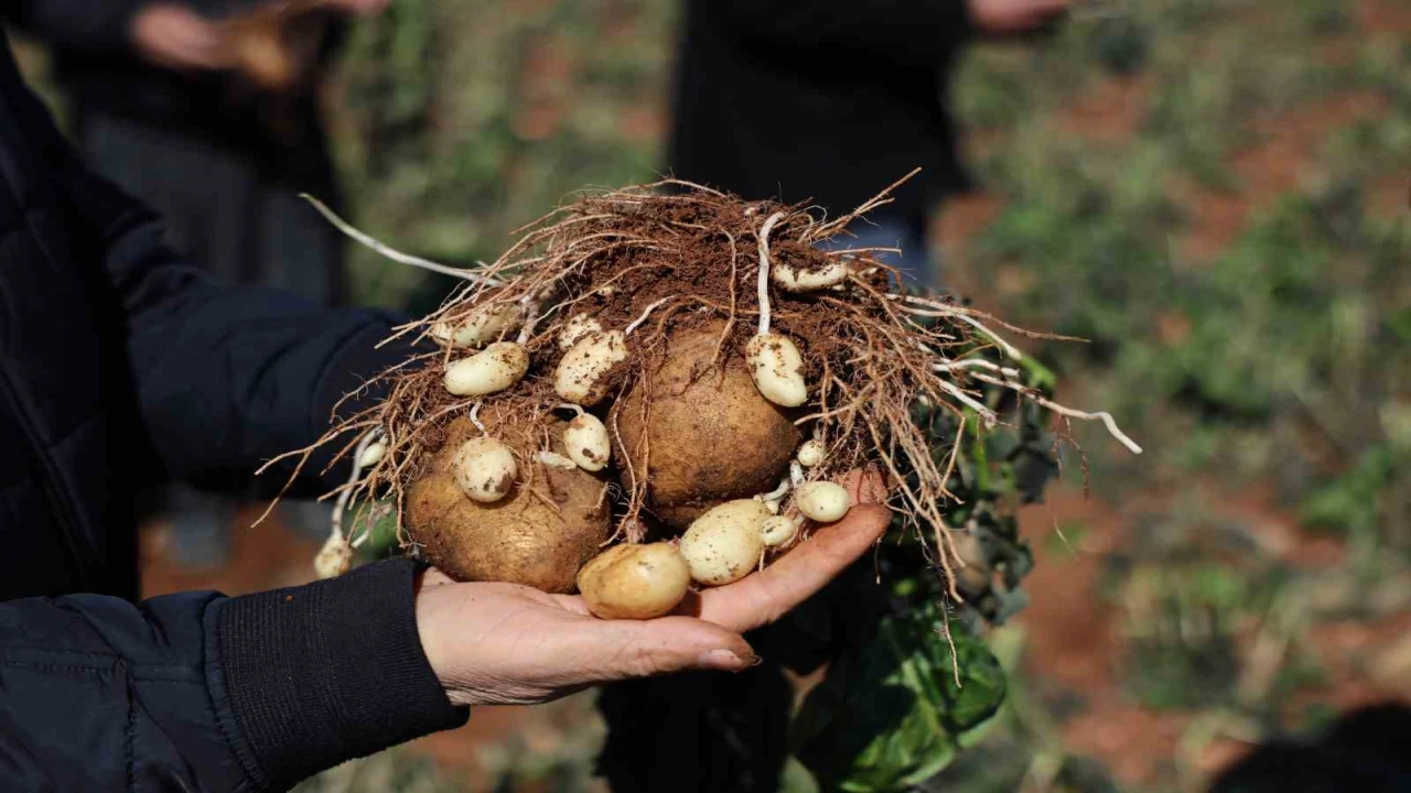 Çukurovada 4 günlük zirai don, ürünleri etkiledi