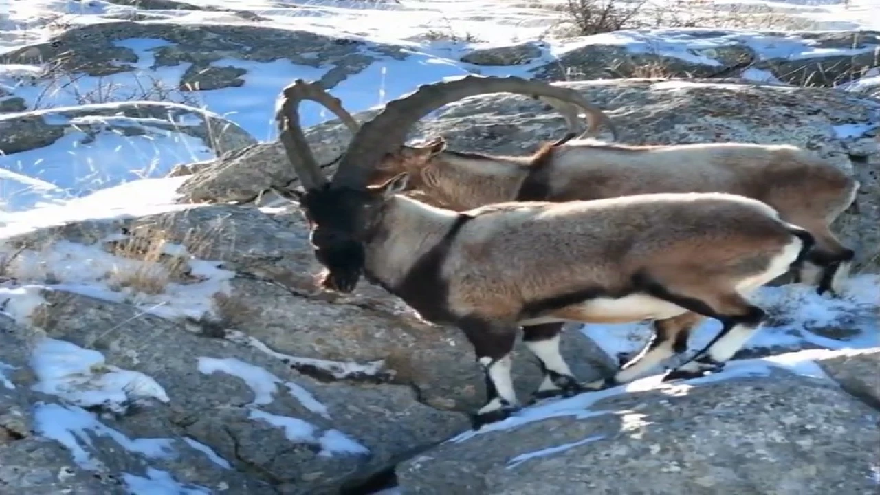 Dağ keçileri Adanada dronla görüntülendi