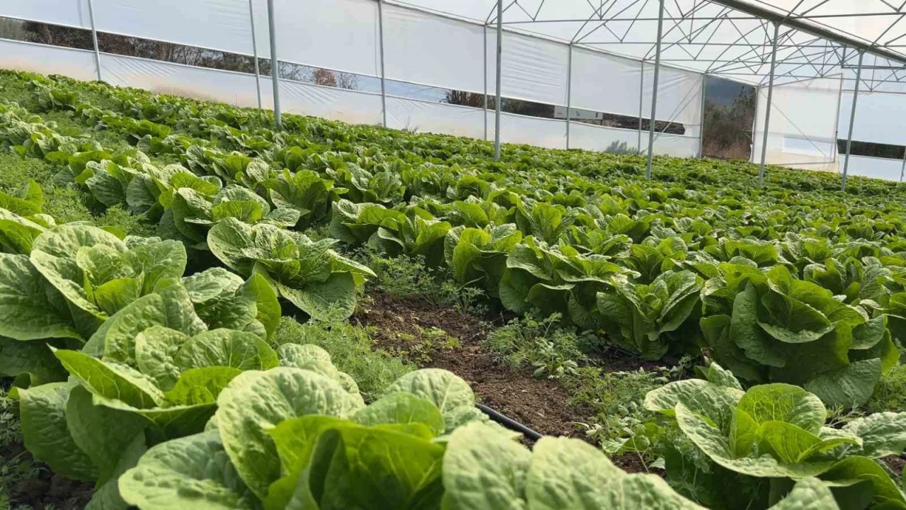 Devlet desteğiyle kurdukları serada 2 kardeş üretim yapıyor