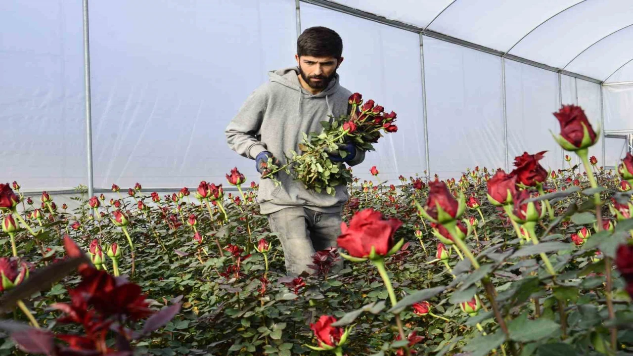 Gül üreticileri ve çiçekçi esnafını 14 Şubat telaşı sardı