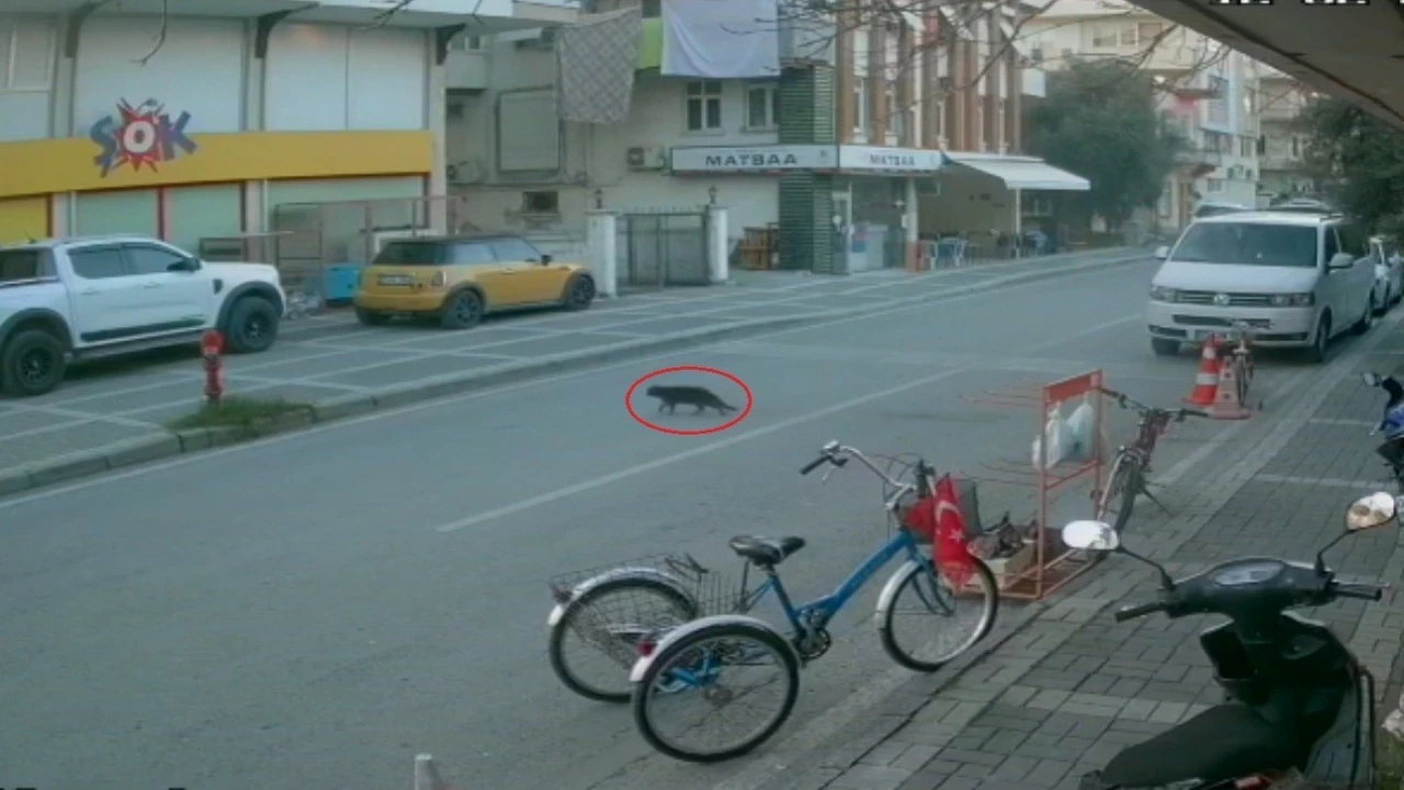 Kaybolan cins kediyi polisler bulup sahibine teslim etti