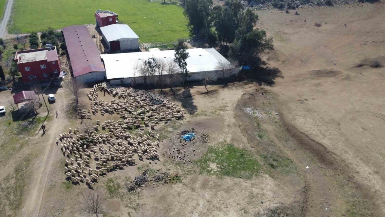 Koyun ve kuzuların muhteşem buluşması