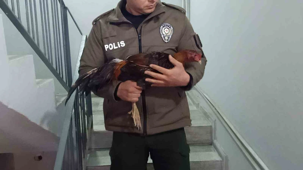 Mersinde horoz dövüşü üzerinden bahis oynatanlara operasyon