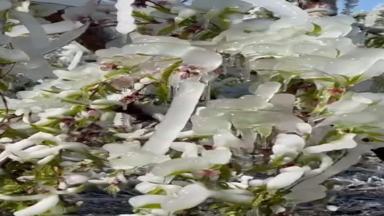 Mersinde şeftali ağaçları buz tuttu