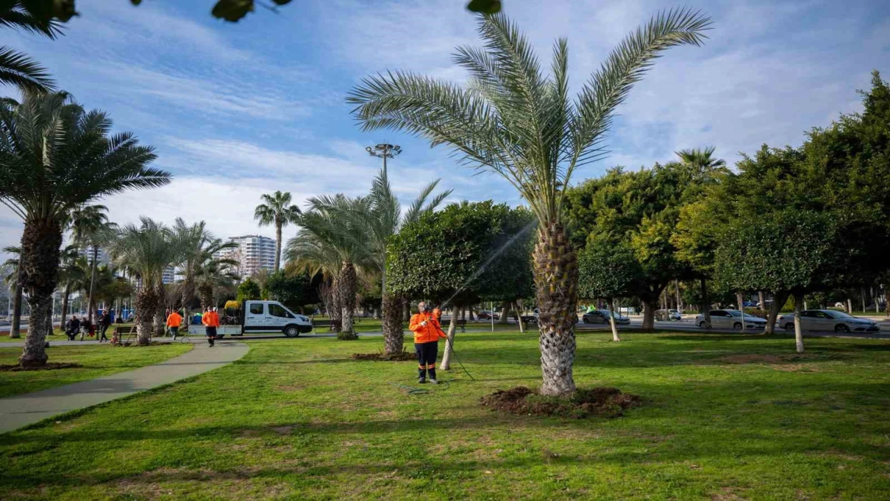Mersinin simgesi palmiyeler zararlılara karşı korunuyor