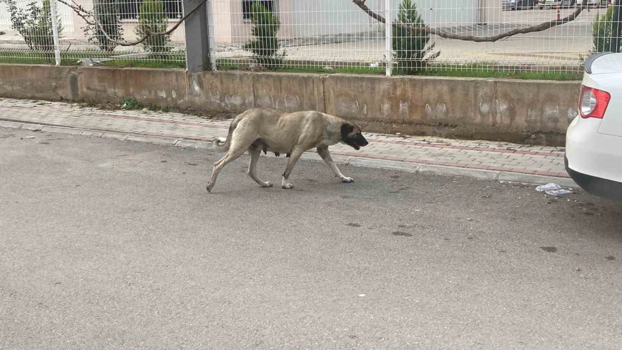 Sokak köpekleri kadına saldırdı: O anlar kamerada