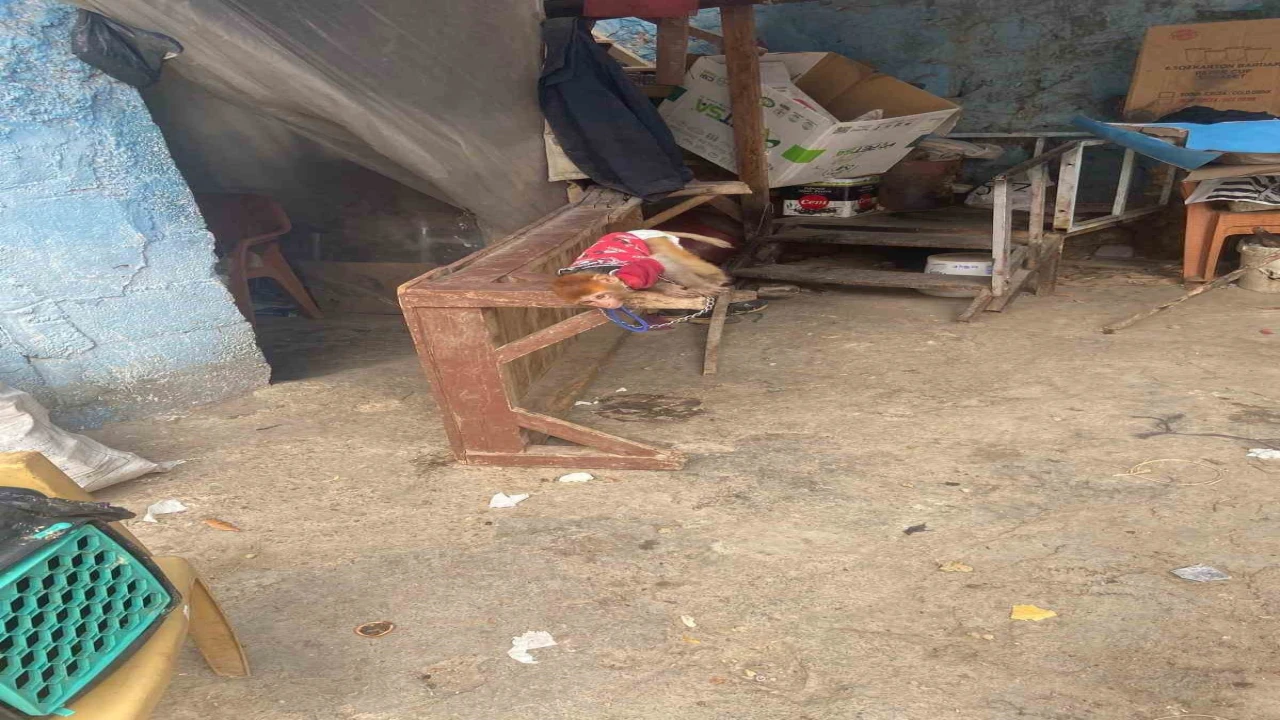 Tarsusta evde beslenmesi yasak maymun ve sincap ele geçirildi