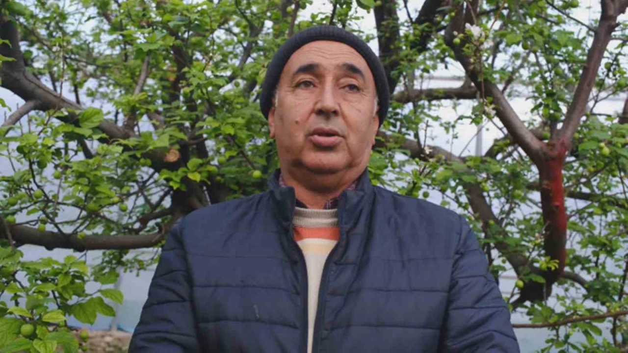 Türkiyede en erken erik hasadının yapıldığı Mersin, seralarıyla ihracat talebine yetişemiyor