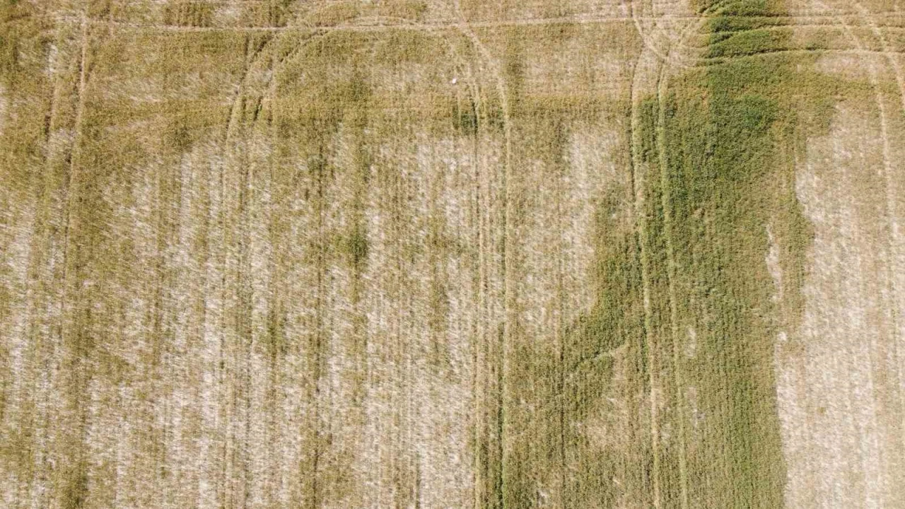 Adanada üzücü manzara: Kuraklık ve susuzluk buğdayı büyümeden tarlada kuruttu
