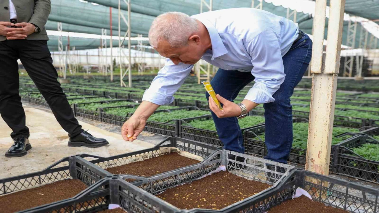 Alanya Belediyesi bitki üretiminde yüzde 50 tasarruf sağlandı