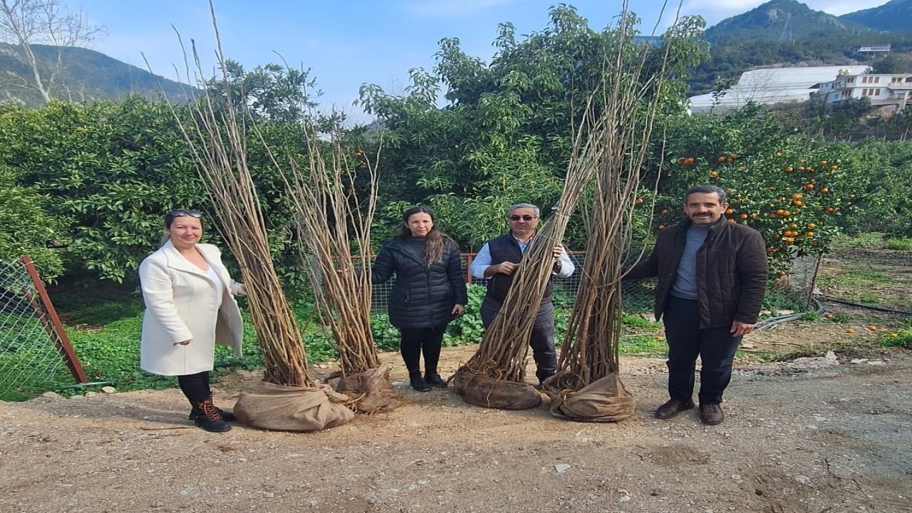 Alanyada 7 üreticiye dut fidanı desteği