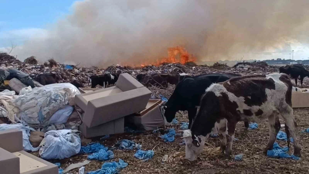 Alevlere aldırmayan inekler otlamaya, çoban ise yangını izlemeye devam etti