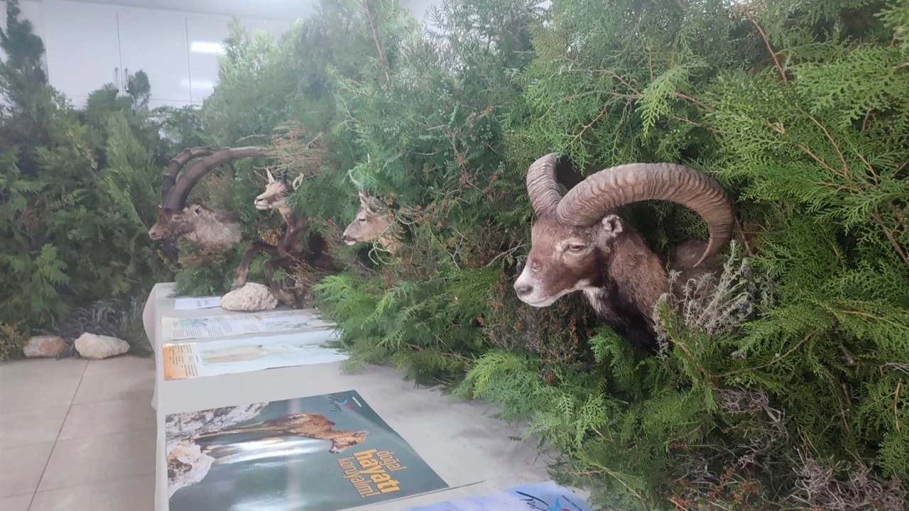 Anamurda Orman Ekosistemi temalı sergi açıldı