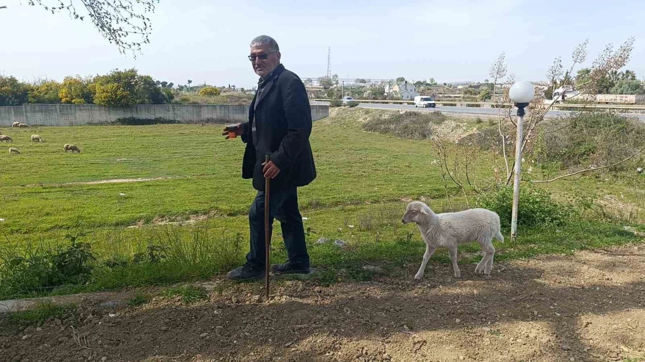 Annesinin sütü yetmeyince biberonla beslenen yavru kuzu sahibinin peşinden ayrılmıyor