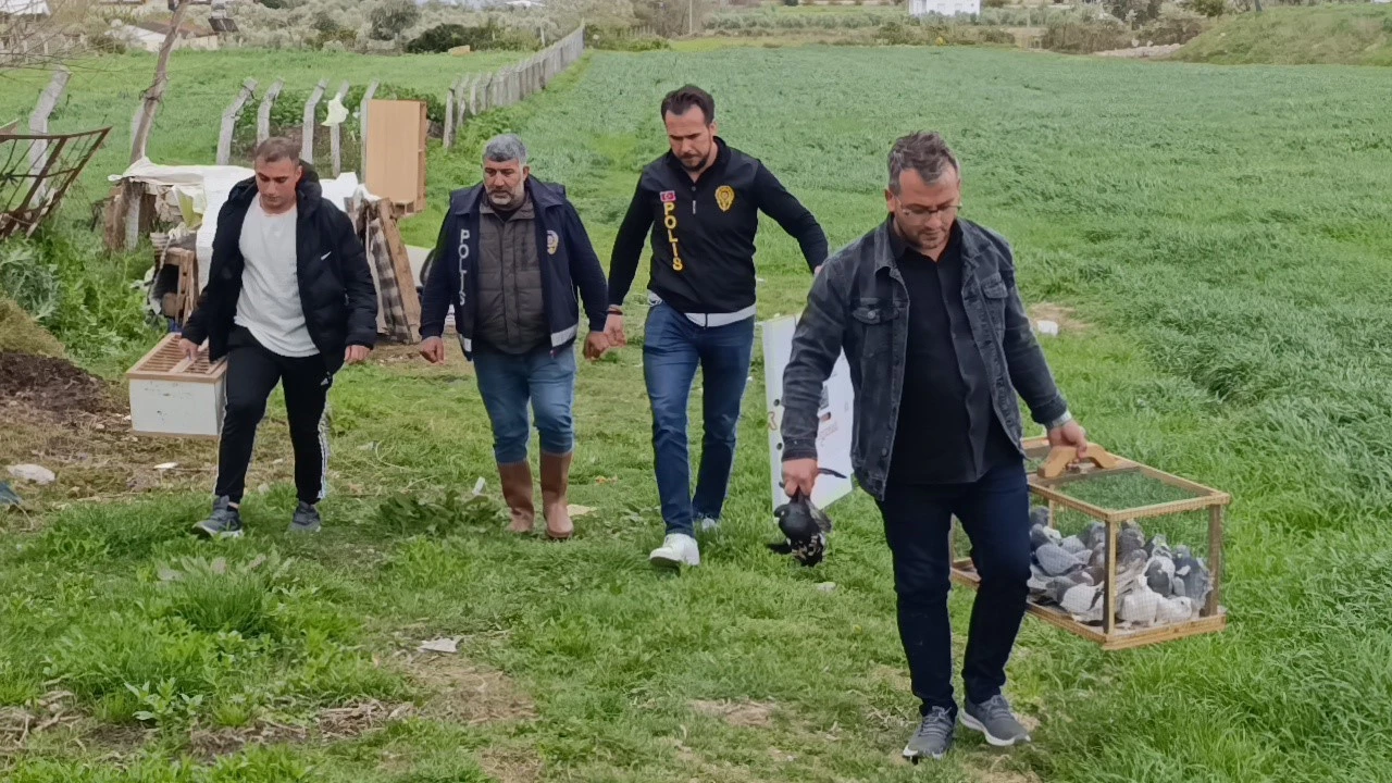 Antalyada 3 ayrı adresten çalınan 95 güvercin, boş arazideki kümeste bulundu
