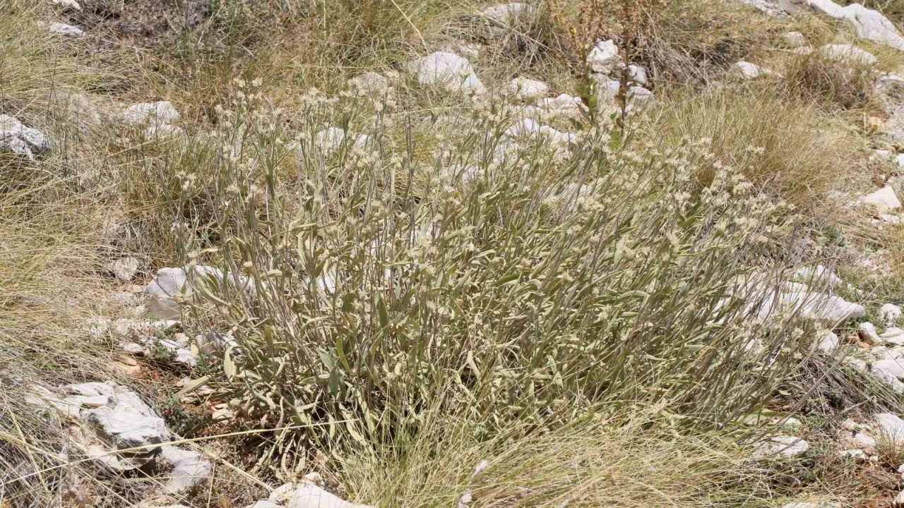 Antalyada dünya literatürüne yeni bir bitki kazandırıldı