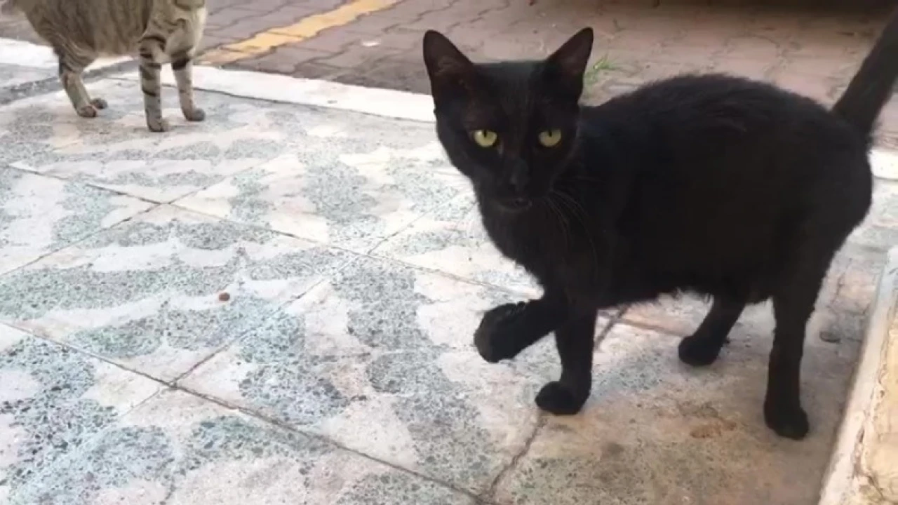 Antalyada kayıp kara kediler bilmecesi