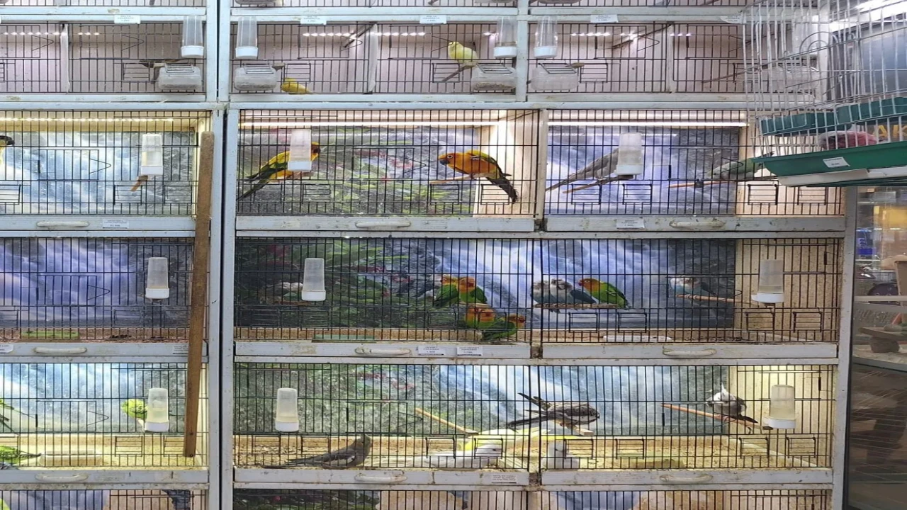 Antalyada yasadışı papağan ticareti yapan işletmeye rekor ceza