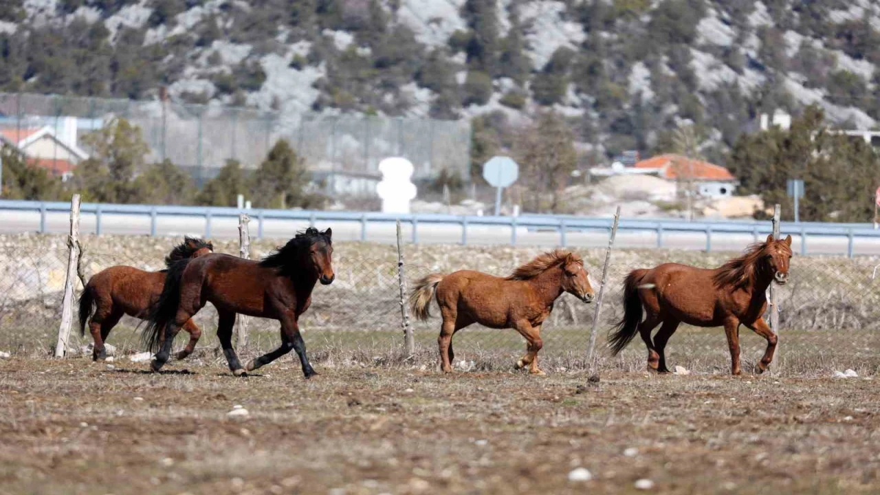 Antalyada yılkı atları havadan görüntülendi