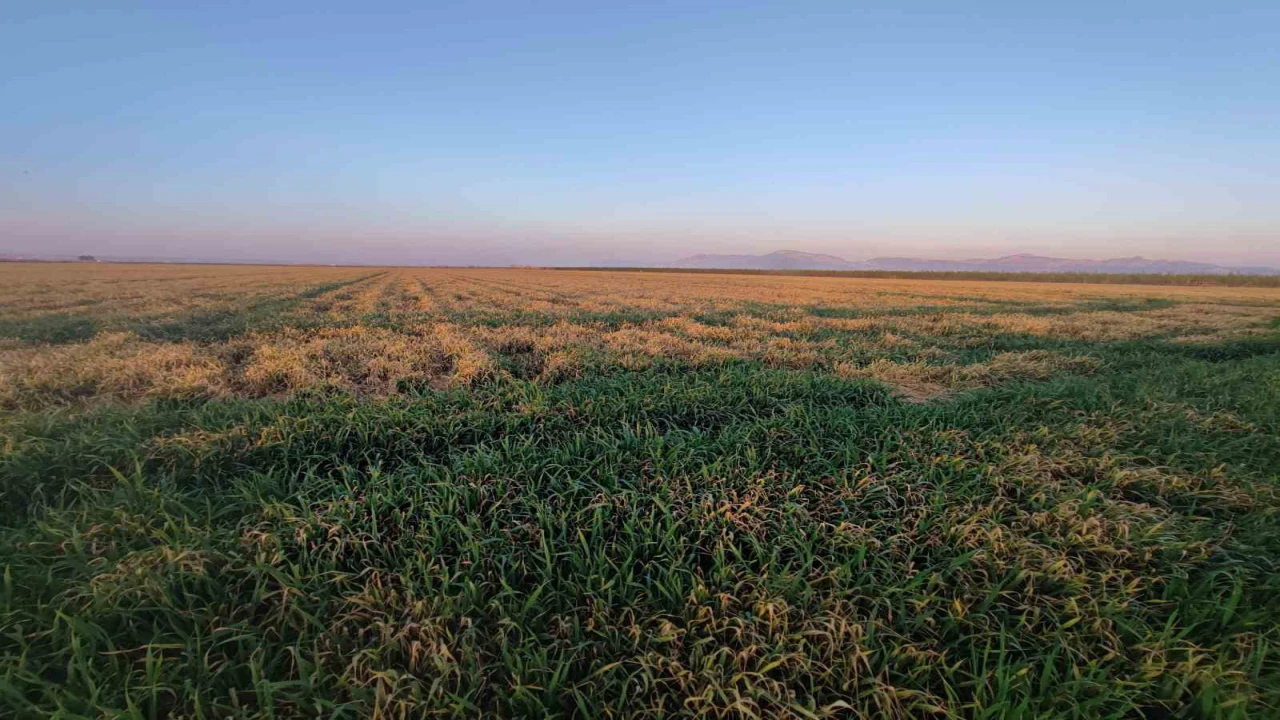 Buğdayı don ve kuraklık vurdu