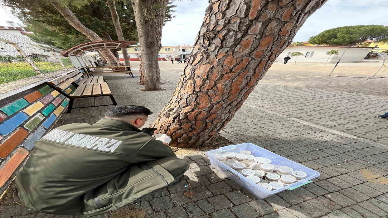 Çam ağaçlarının koruyucusu terminatör böcekler doğaya bırakıldı
