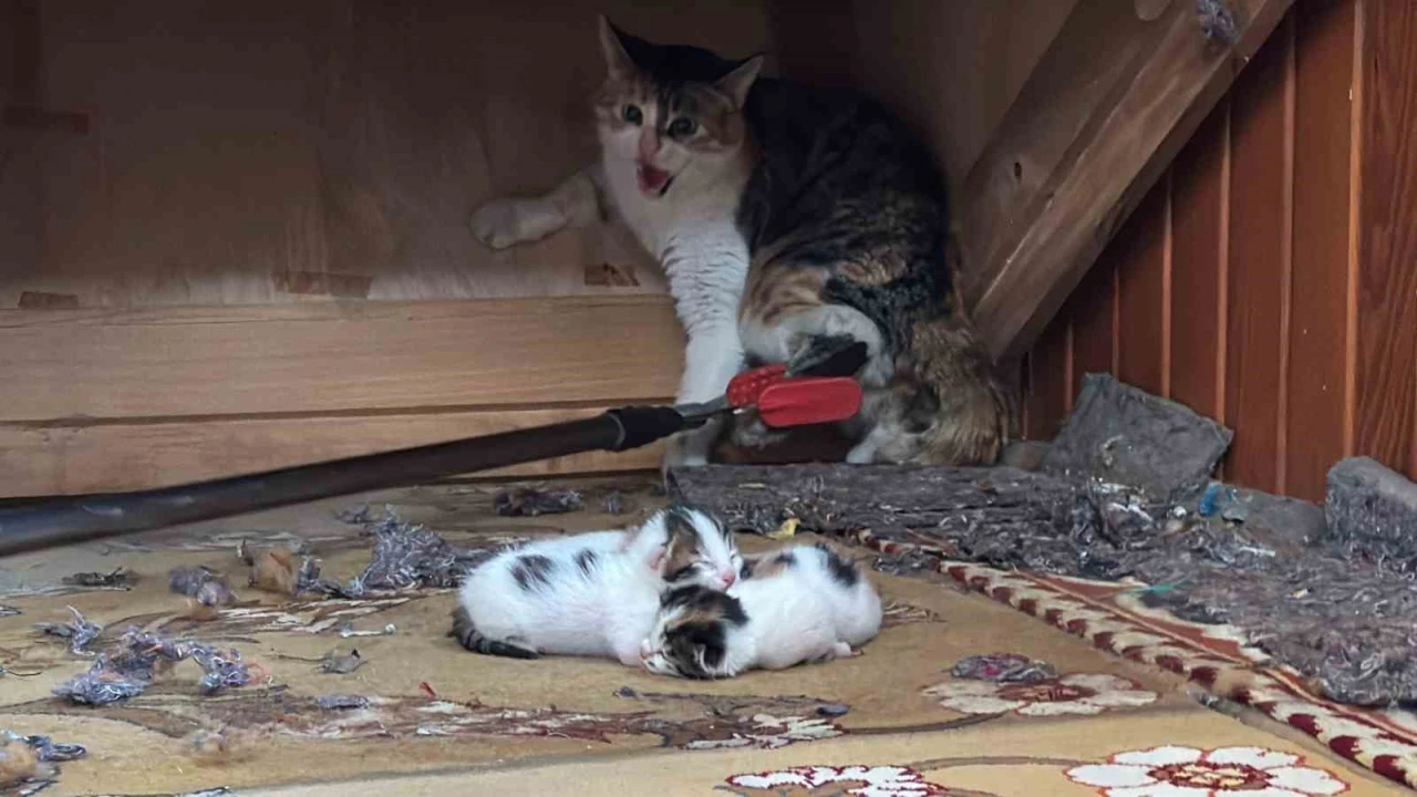 Camiye sığınan kedi ve yavruları koruma altına alındı