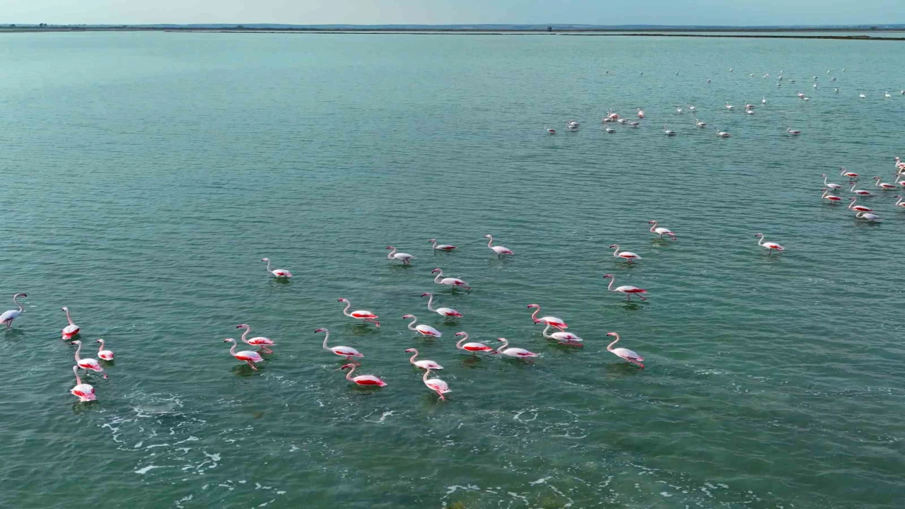 Flamingoların görsel şöleni