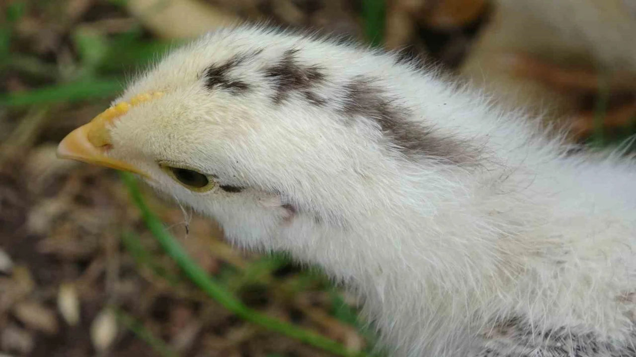 Görenleri şaşırttı: Civciv ay yıldız figürüyle doğdu