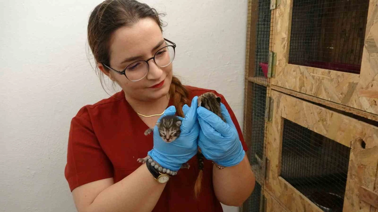 Görüntüler duygusal anlara neden oldu: Pres makinesine giden kartonlar arasından 5 yavru kedi çıktı