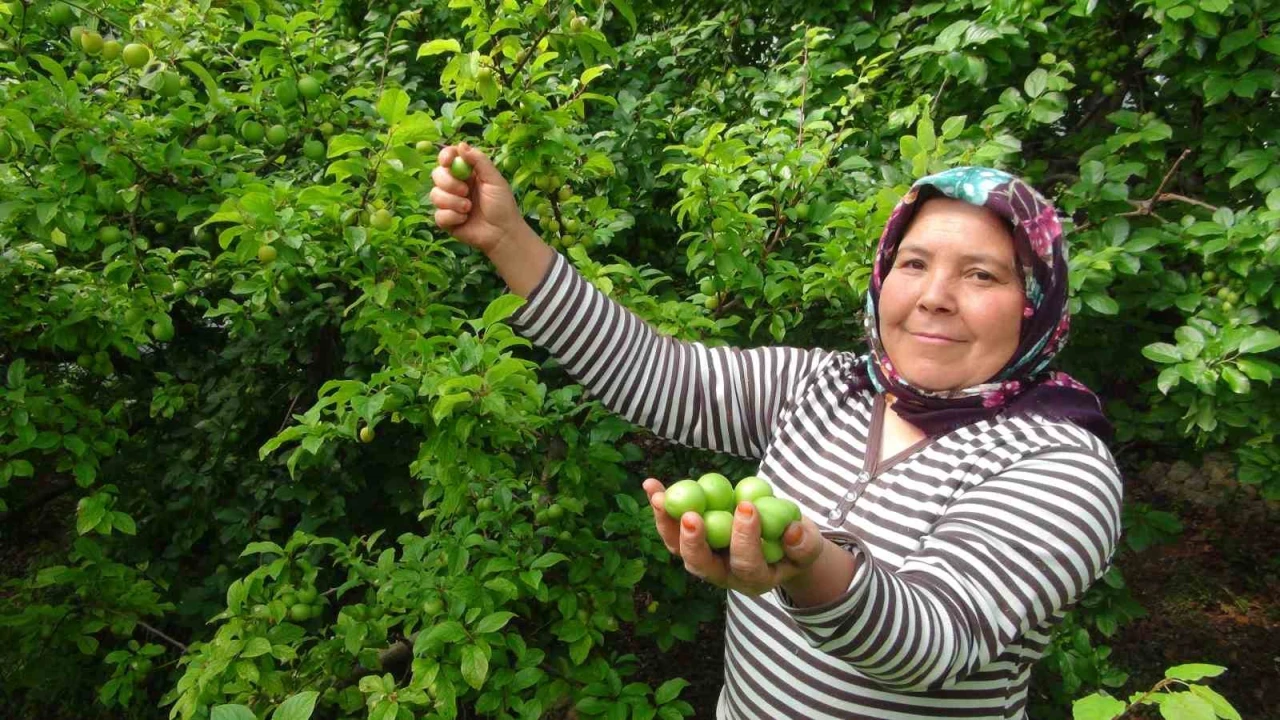 Hasada 8 bin TL ile başlanan erikte fiyat 400 TLye kadar düştü