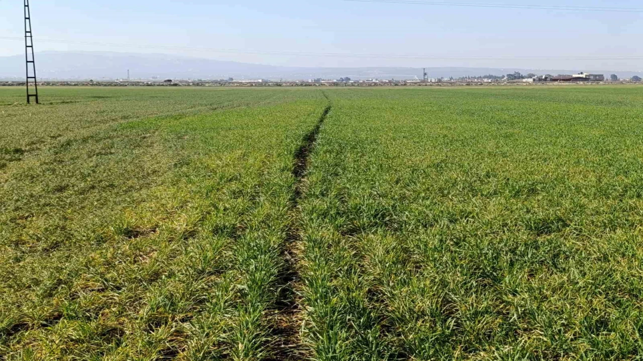 Hatayda yaşanan kuraklık Amik Ovasında üretimi olumsuz etkileyecek