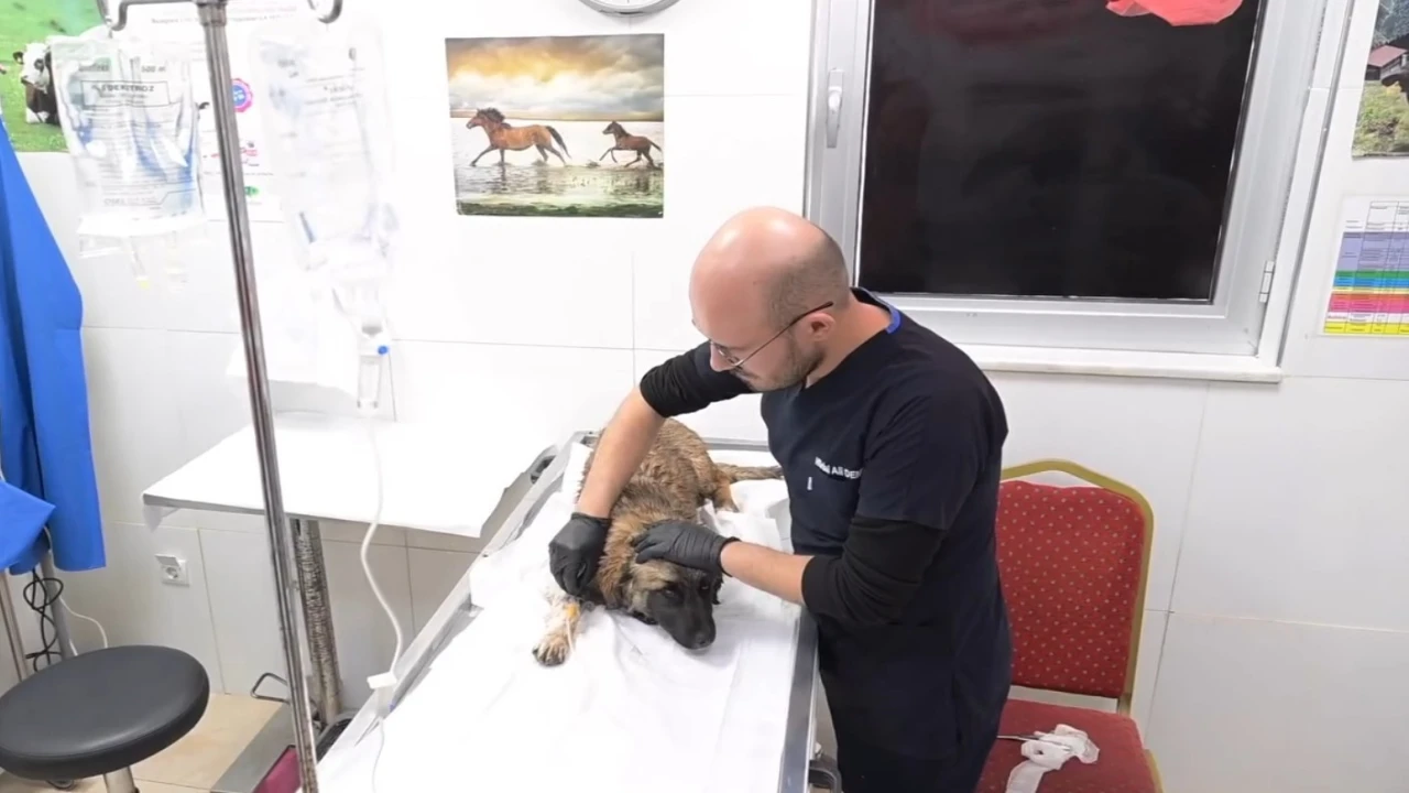 Isparta Belediyesi Hayvan Bakım Merkezi 2 bin 500 köpek ve 350 kediye ev sahipliği yapıyor