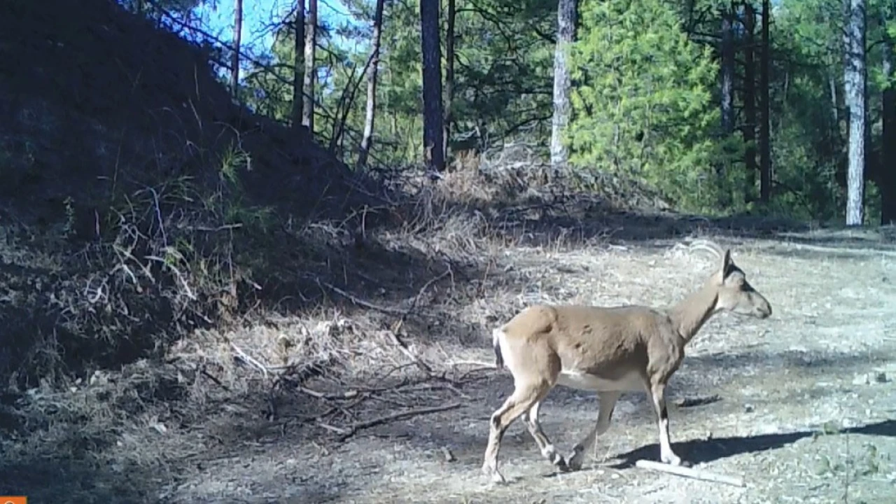 Ispartada yaban keçileri fotokapana yansıdı