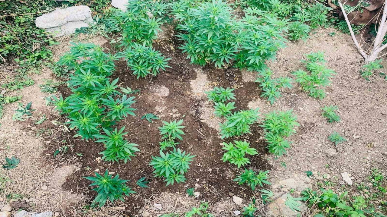 Jandarma baskınıyla ortaya çıktı: Evinin bahçesini uyuşturucu tarlasına çevirmiş