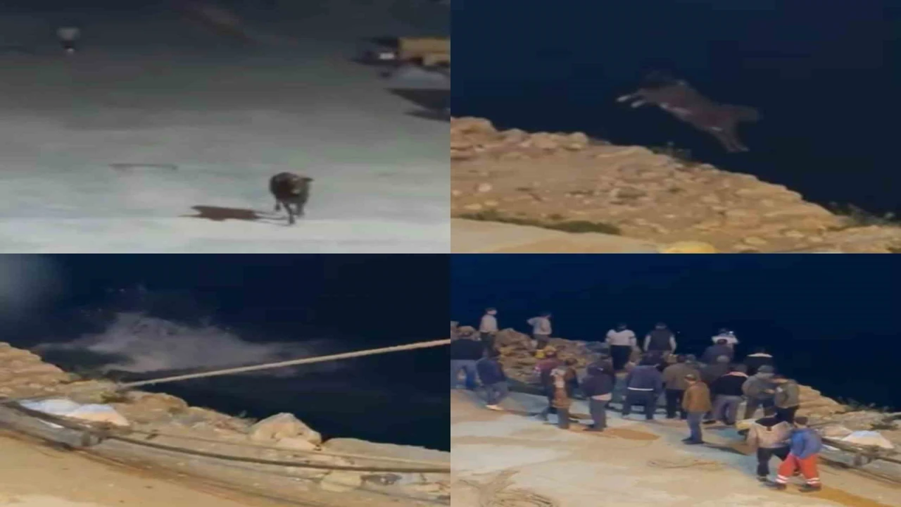Kaçan angus denize balıklama atladı... O anlar kamerada