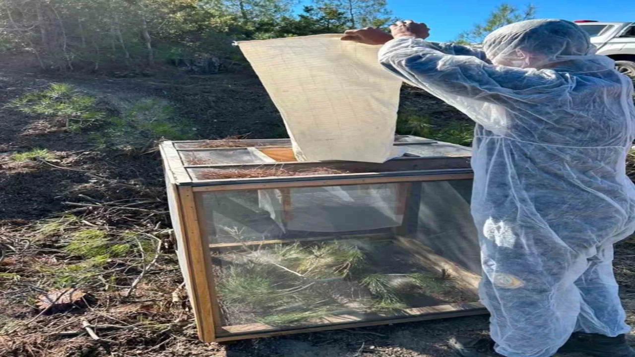 Kızılçam ağaçlarında çam kese böceği ile mücadele