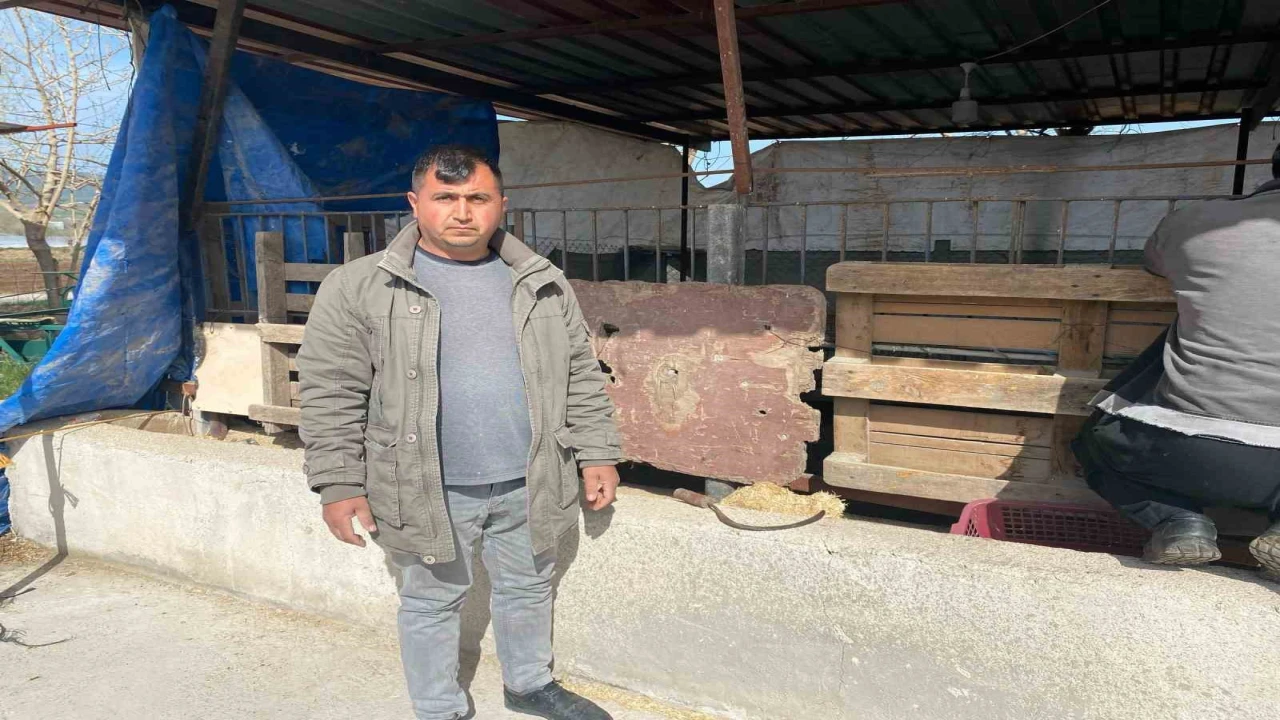 Koyunları telef eden sokak köpekleri ahırda uyuyakaldı