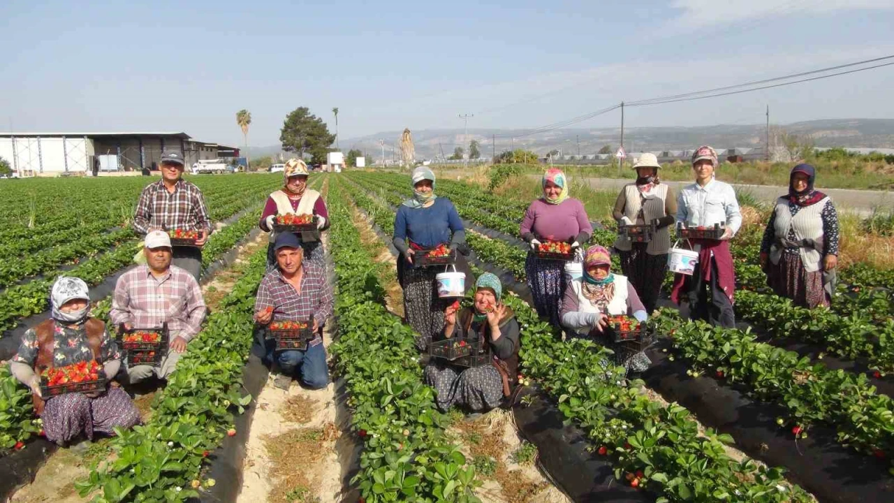 Mersinde çilekte ihracat başladı