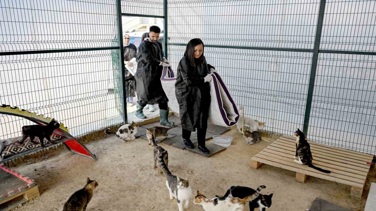 Mersinde gönüllüler patili dostlarına destek oluyor