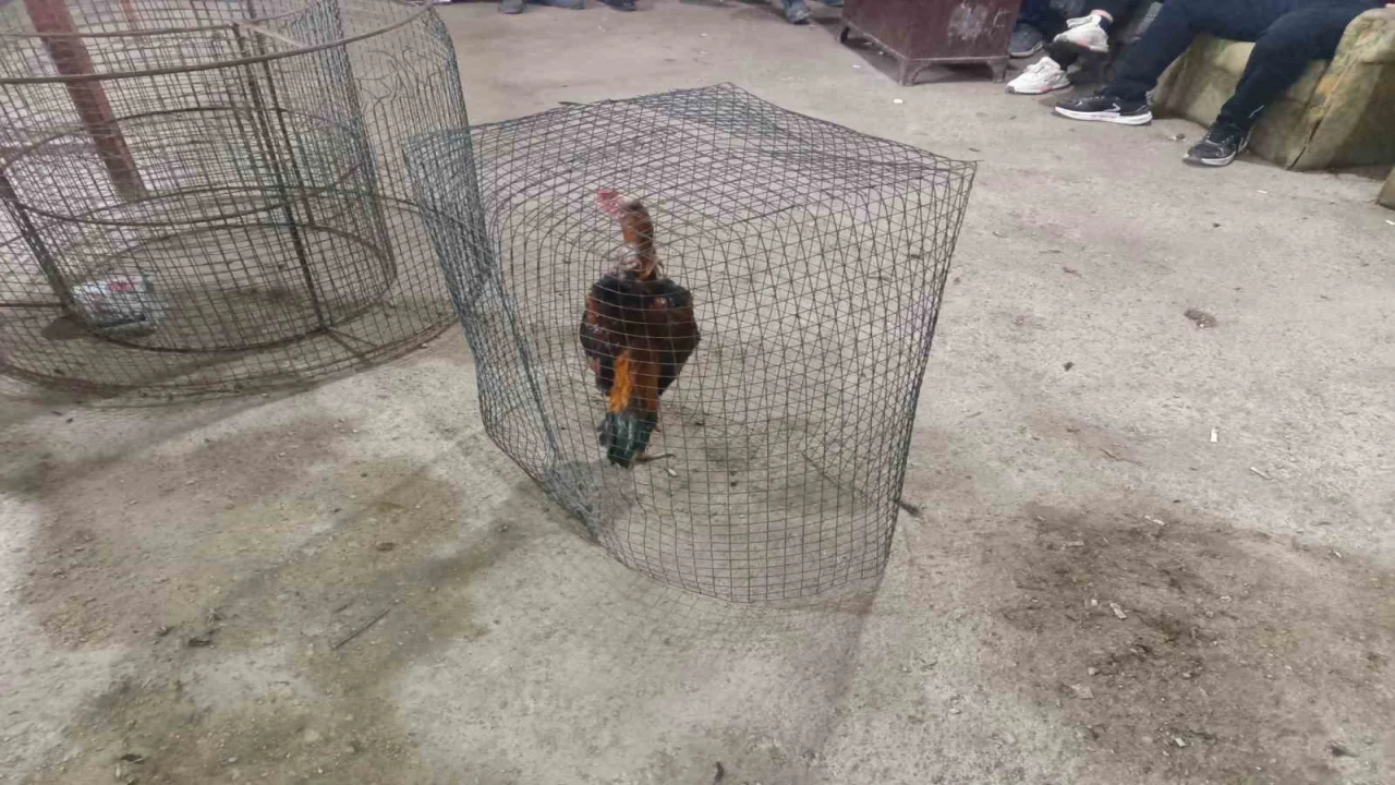 Mersinde horoz dövüşü yapılan adrese baskın: 14 gözaltı