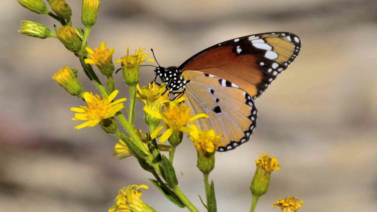Mut Mutlu Kelebekler Festivaline hazırlanıyor